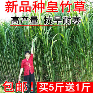 四季新型皇竹草子种孑多年生种子品种 黄竹草种 甜象草种养殖畜牧