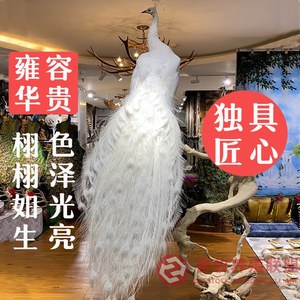 定制客厅动物蓝孔雀工艺品摆件开屏白孔雀标本模具孔雀羽毛扇饰品