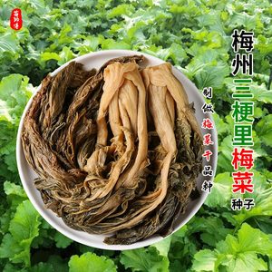 梅菜种子种籽广东梅州甜芥菜做梅干菜腌咸菜秋冬季种植耐寒蔬菜孑