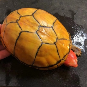 水龟王国乌龟活体进口红面蛋龟苗红脸泥龟观赏龟好养深水龟宠物龟