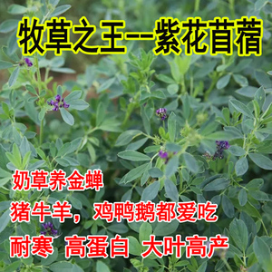 四季牧草多年生草种进口大叶苜蓿耐寒高优牧草紫花木须兔子草喂牛