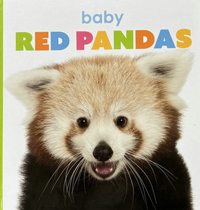 精装英文原版绘本 baby red pandas 摄影师kate riggs 早教图画书