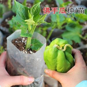 佛手瓜苗种苗佛手瓜种籽四季种植蔬菜苗子种子龙须菜菜种带土苗芽