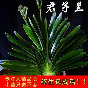 四季君子兰盆栽宽叶带花苞圆头和尚老苗室内高档绿植花卉当年开花