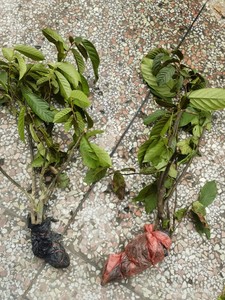 大花紫玉盘苗藤椒子藤蕉山蕉子黄蜂蕉山香蕉山椒子番荔枝大罗蕉苗