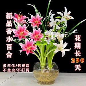 爆款新品香水百合驱蚊莲花多季开花水养花卉室内客厅绿植浓香种球