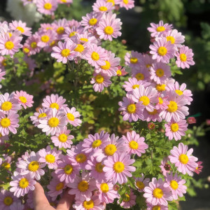 除虫菊种子多年生驱蚊草驱虫菊花混色花种子四季播种盆栽花种籽子