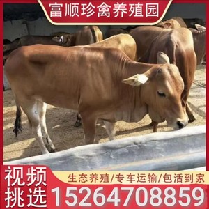 肉牛犊活牛出售鲁西黄牛母牛活苗牛仔肉牛犊出售小牛活体养殖黄牛