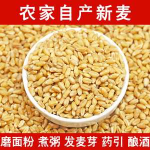 新小麦种子带皮小麦粒猫草绿化麦芽糖麦子猫草小麦草2斤麦苗种籽