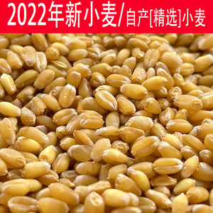 小麦粒优质食用农家山东种干麦子粒发芽麦芽糖猫草榨汁酿酒种籽仁