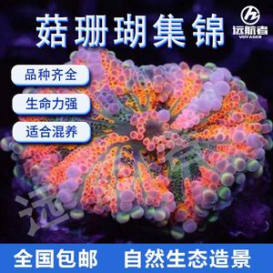 印尼YUMA菇新手推荐红菇珊瑚木耳泡泡菇绿毛菇人工繁殖软体菇珊瑚