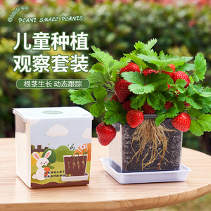 儿童种植小盆栽草莓种籽子套装向日葵凤仙花种实验植物种子太阳花