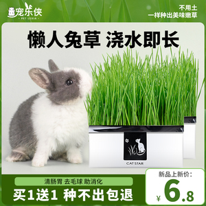 兔草盆栽小麦种子粒土培懒人提摩西草去毛球化毛零食水培兔子用品