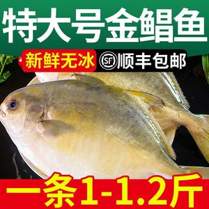 【特大金鲳】新鲜特大号金鲳鱼新鲜一箱肉鲳鱼平鱼白鲳鱼海鲜水产