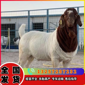 波尔山羊大体型种羊纯种带羔母羊活羊羊羔大耳朵配种公羊养殖资料