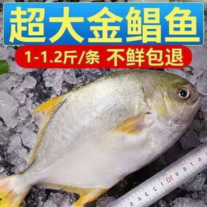 【特大金鲳】新鲜特大号金鲳鱼一箱肉鲳鱼平鱼白鲳鱼海鲜水产