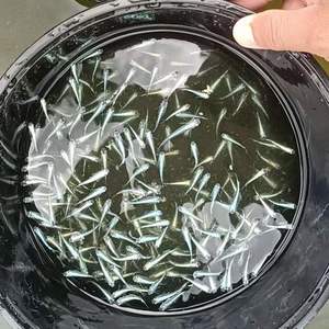鱼卵可孵化 淘宝拼多多热销鱼卵可孵化货源拿货 阿里巴巴货源 鱼卵可孵化 淘宝拼多多热销鱼卵可孵化货源拿货 阿里巴巴货源