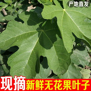 新鲜无花果叶子全年现摘无花果树叶子药用熏洗枝茎非干叶痔疮包邮