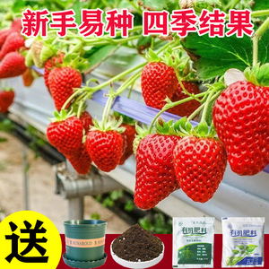 奶油草莓种籽子四季结果盆栽水果种子蔬菜籽大全室内蔬菜种植种孑
