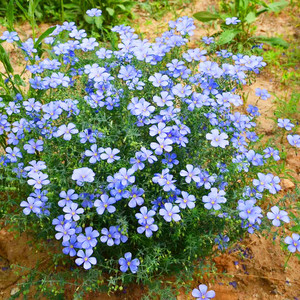 蓝花亚麻种子 盆栽花卉种子 阳台庭院花种子 蓝亚麻花籽花海