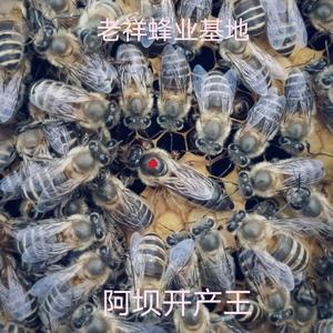 新开产中华蜜蜂出售四川阿坝蜂王中蜂王阿坝蜂王纯种活体蜂王包邮