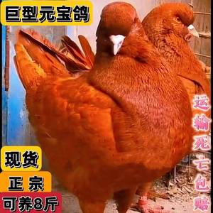 元宝鸽一对公一母纯种鸽特大型鸽子活物肉鸽落地王鸽子包下蛋包活