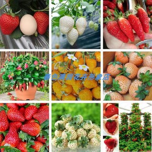 四季奶油草莓种子 新品特大白草莓种籽爬藤草莓阳台盆栽水果种子