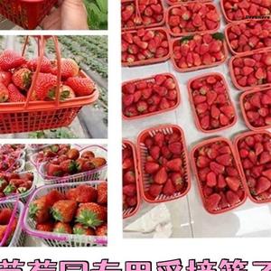 。摘草莓篮子塑料龙眼桂圆手提通用砂糖橘包装篮樱桃手提篮水果采