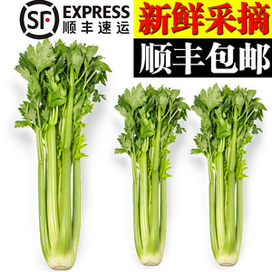 美邻惠享家新鲜西芹大棵半叶芹菜榨汁食用山东青菜香芹顺丰包邮SF