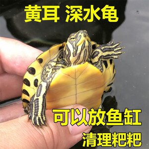 黄耳龟深水龟鱼缸混养深水吃粪龟小乌龟活物容易养活长寿乌龟活物