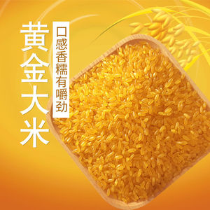 正宗东北黄金米大米杂粮玉米粒粘碴渣黏糯大米现磨粗粮米农家自产