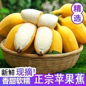 正宗广西苹果蕉香蕉新鲜10斤自然熟当季现摘孕妇甜芭蕉大水果整箱