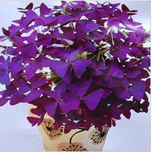 紫叶酢浆草种球草紫蝴蝶盆栽球根紫三叶草多年生季花卉植物种子籽