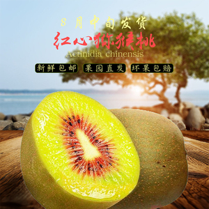 江山高山红心猕猴桃5斤 新鲜水果甜现摘当季水果弥泥奇异果