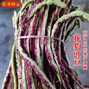 花豹豇豆种子花红长豆角种籽春秋季播特长条厚肉高产农家蔬菜种孑