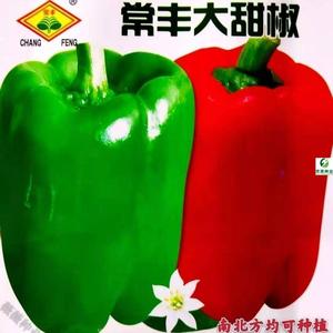 特大青椒种子高产甜椒王种籽灯笼椒春四季播盆栽农家疏菜辣椒种子