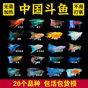 中国斗鱼活体活鱼冷水淡水观赏鱼鱼苗耐养不打氧小型鱼好养活鱼