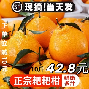 正宗四川耙耙柑橘子新鲜10斤桔子当季水果丑橘整箱粑粑柑顺丰特大