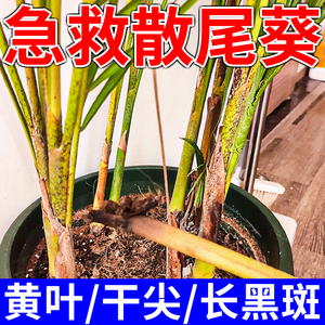 散尾葵植物专用肥料凤尾竹富贵椰子盆栽叶子发黄病黑斑黄叶营养液