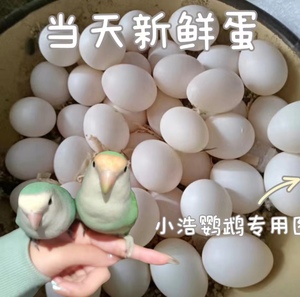 鸟蛋受精率高当天新鲜牡丹虎皮玄凤白子种蛋当天新鲜蛋七彩文鸟