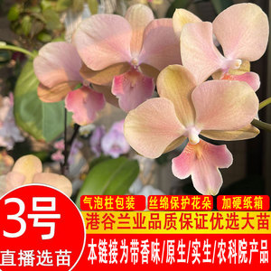 4.23日更新港谷原生香味蝴蝶兰花卉带花剑大苗带花苞花卉植物花苗