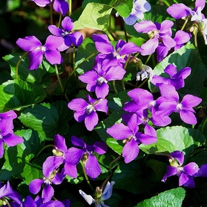 紫花地丁多年生种子 耐寒耐荫地被庭院绿化种子地丁种子草花种子