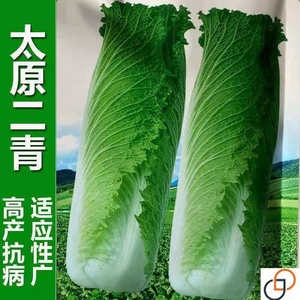 【今年新种】太原二青大白菜种子天津青麻叶籽长白菜种子四季播种