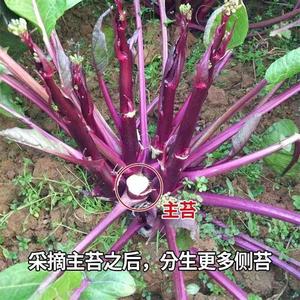 红菜苔种子湖北红菜苔菜心秋季冬季脆甜农家盆栽蔬菜种孑籽