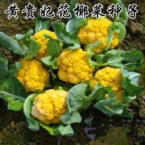 金色花菜种子黄色花特色椰菜种籽金菜花稀有黄色蔬菜四季高产