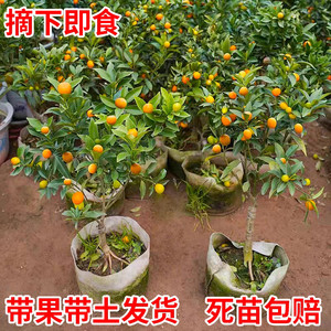 脆皮金桔树苗带果盆栽可食用金橘桔子苗阳台庭院四季结果耐寒植物