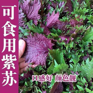 紫苏盆栽可食用紫苏叶种籽苏子叶迷迭香罗勒薄荷阳台四季好养绿植