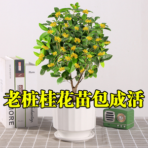 金桂桂花树苗盆栽花卉植物室内花庭院地载可种植耐寒耐热绿植易活