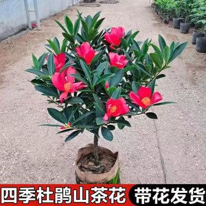 四季杜鹃山茶花带花苞室内植物花卉阳台庭院绿化苗木耐寒易活绿植