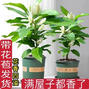 白兰花盆栽带花苞玉兰花树苗黄角兰室内庭院浓香花卉四季开花植物